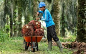 Akademisi Dukung Peningkatan Produksi Sawit Melalui Pembukaan Lahan
