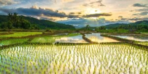 Apresiasi Peran Kelompok Pengusaha Dalam Program Cetak Sawah