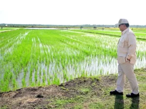 Program Cetak Sawah Percepat Program Swasembada Pangan Nasional