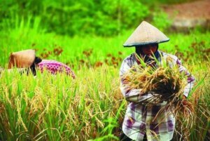 Pemerintah Optimis Wujudkan Swasembada Pangan