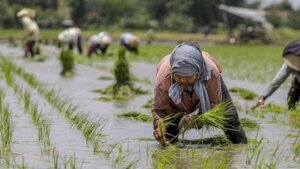 Surplus Beras 4 Juta Ton, Bukti Nyata Swasembada Pangan Nasional di Tahun Pertama Prabowo–Gibran
