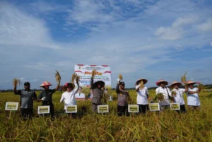 Pemerintah Fokuskan Swasembada Pangan Lewat Optimalisasi Lahan Nasional