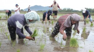 Program Swasembada Tuai Apresiasi, Masyarakat Nilai Pemerintah Serius Siapkan Ketahanan Pangan dan Energi