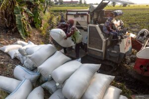 Indef: Indonesia Perkuat Ketahanan Nasional Lewat Swasembada Pangan dan Energi