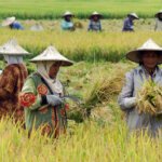 Wujudkan Swasembada Pangan, Pemerintah Optimalkan Irigasi dan Bendungan