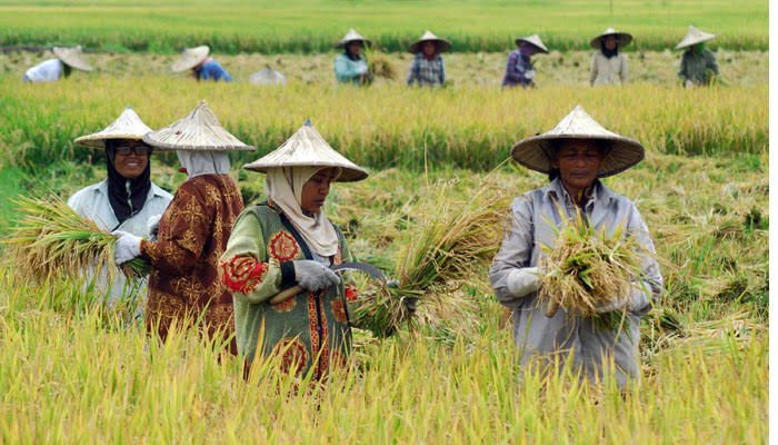 Wujudkan Swasembada Pangan, Pemerintah Optimalkan Irigasi dan Bendungan