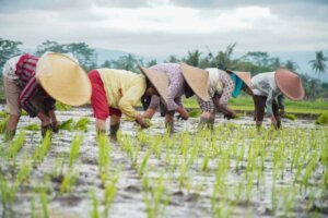 Swasembada Pangan dan Energi Jadi Pilar Kedaulatan Ekonomi Nasional