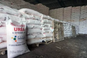 Pemerintah Percepat Swasembada Pangan Lewat Infrastruktur dan Pupuk