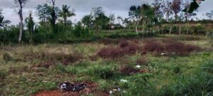 Pengalihan Tanah Terlantar Dorong Optimalisasi Lahan Produktif