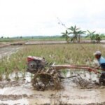 Surplus Beras 4,86 Juta Ton Menguatkan Ketahanan Pangan Nasional