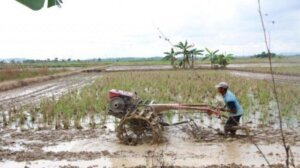 Surplus Beras 4,86 Juta Ton Menguatkan Ketahanan Pangan Nasional
