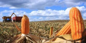 Panen Raya Jagung Komitmen Pemerintah Dalam Program Swasembada Pangan
