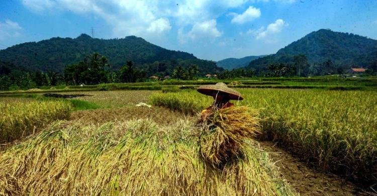 Apresiasi Mengalir untuk Capaian Swasembada Beras Era Presiden Prabowo