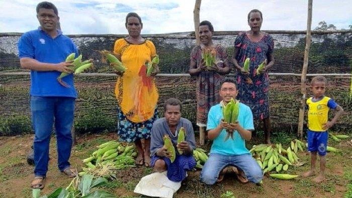 Papua Jadi Tonggak Kemandirian Pangan Indonesia di Tahun Pertama Pemerintahan Prabowo Gibran