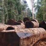 Hilirisasi Hasil Hutan Rakyat Gerakkan Ekonomi Desa dan Konservasi Alam