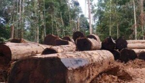 Hilirisasi Hasil Hutan Rakyat Gerakkan Ekonomi Desa dan Konservasi Alam