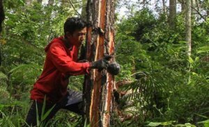 Hilirisasi Komoditas Strategis Wujudkan Kemandirian Ekonomi Nasional