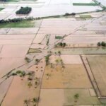 Padat Karya Pascabencana: Menjaga Hidup Petani Sekaligus Memulihkan Sawah
 
