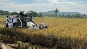 Arsitektur Swasembada Pangan dan Strategi Surplus Berkelanjutan