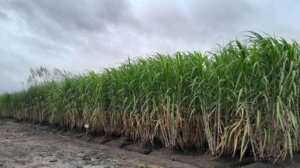 Papua Jadi Fokus Penguatan Energi Nasional, Bioetanol dan Migas Digenjot