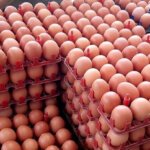 Pemerintah Perkuat Swasembada Protein melalui Hilirisasi Ayam Terintegrasi