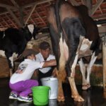 Hilirisasi Ayam Terintegrasi sebagai Jalan Swasembada Protein Nasional