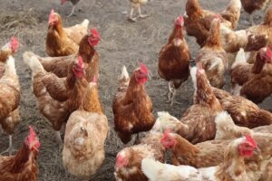 MBG Tak Hanya Tingkatkan Gizi, Tapi Dorong Pertumbuhan Industri Unggas