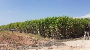 Ketahanan Energi Papua Diperkuat, Pemerintah Dorong Energi Terbarukan dan Investasi Migas