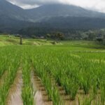 Menghadapi Tekanan Global dengan Swasembada Pangan