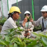 Triple Helix Pertanian: Hilirisasi Hasil Sinergi Pemerintah, Akademisi, dan Industri
 
 