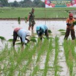 Tanam Serentak sebagai Strategi Kunci Ketahanan Pangan