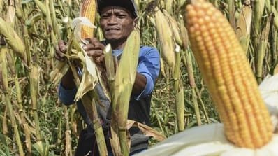 Komitmen Pemerintah Perkuat Ketahanan Pangan Papua Hingga Wilayah Terpencil