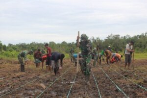 Pemerintah Perkuat Ketahanan Pangan Papua Lewat Sinergi Distribusi dan Pemberdayaan Masyarakat