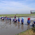 Pemerintah Genjot Tanam Serentak, Ketahanan Pangan Kian Kokoh
