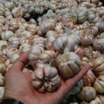 Dukungan Untuk Pembibitan Petani Indonesia Kejar Swasembada Bawang Putih