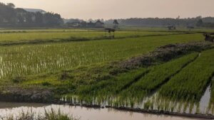 Ketahanan Pangan Desa Menjadi Fondasi Kemandirian Bangsa