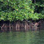 Ekonomi Hijau Diperkuat lewat Pemulihan Mangrove dan Pasar Karbon