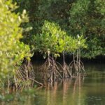 Pasar Karbon Mangrove dan Harapan Baru Lapangan Kerja Hijau