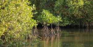 Pasar Karbon Mangrove dan Harapan Baru Lapangan Kerja Hijau