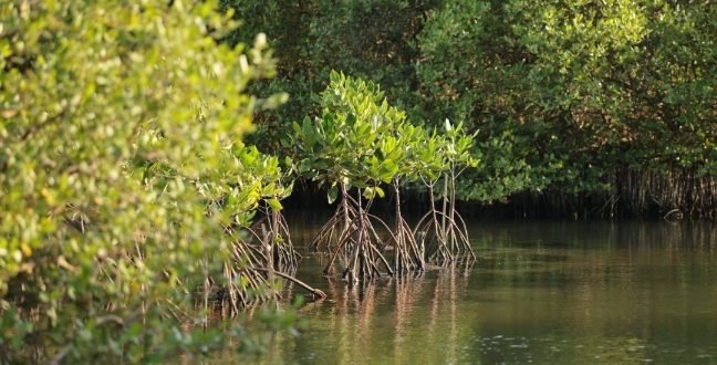 Pasar Karbon Mangrove dan Harapan Baru Lapangan Kerja Hijau