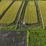 Pemerintah Perkuat Fondasi Kemandirian Pangan Papua