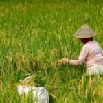 Kedaulatan Pangan Menjawab Tantangan dari Sawah sampai Dapur Rakyat