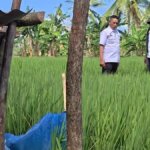 Kedaulatan Pangan: Bangsa Mampu Berdiri di Atas Produksi Sendiri