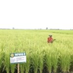 Kedaulatan Pangan Diperkuat lewat Percepatan Program Pertanian Nasional
