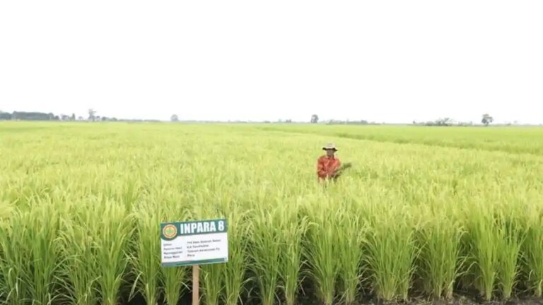 Kedaulatan Pangan Diperkuat lewat Percepatan Program Pertanian Nasional